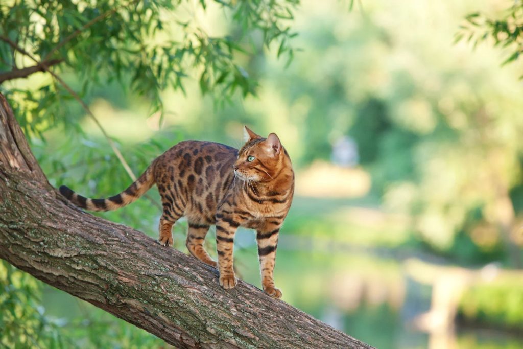 Cats That Have the Appearance of Tigers, Leopards, and Cheetahs