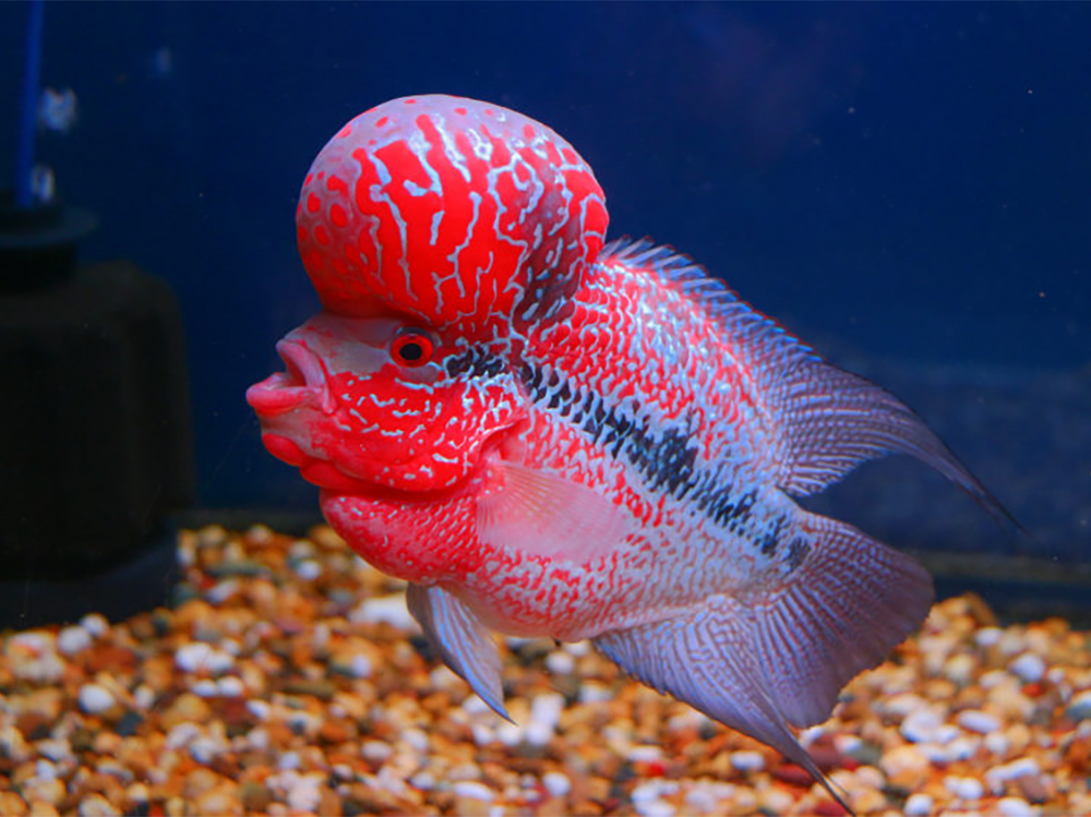 Flowerhorn Cichlids: How to Care for Them