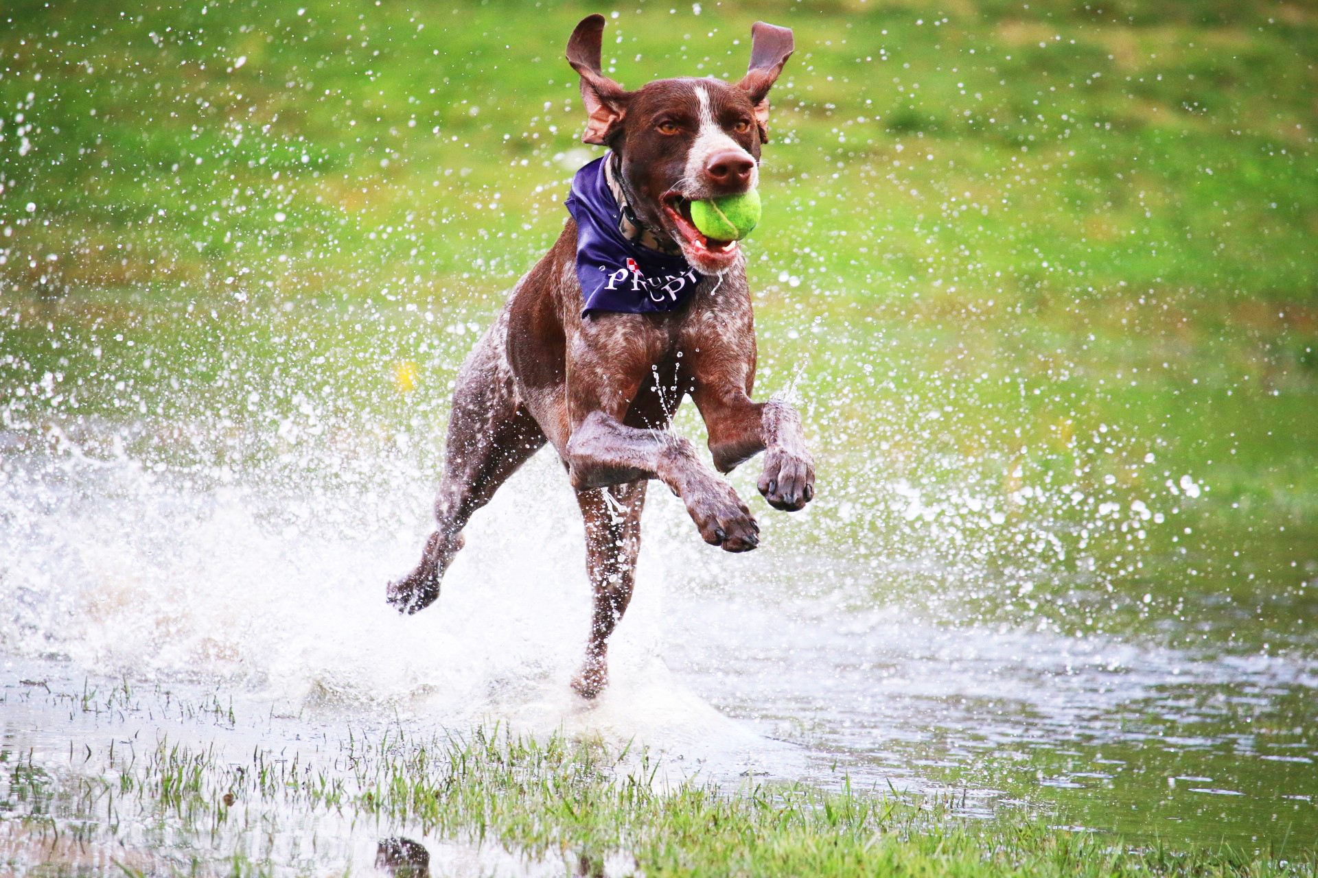 These 10 Dog Breeds Would Absolutely Win Gold At The Olympics